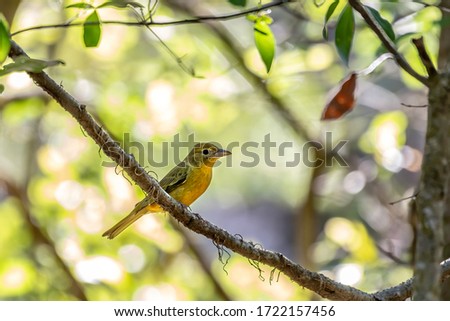 Female summer tanager perched in a woodland tree - yellow
