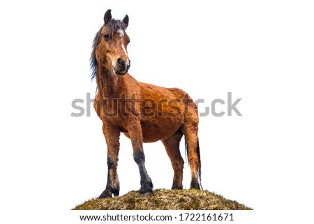 The Connemara Pony isolated over white