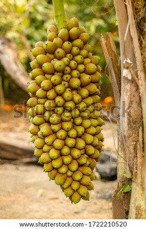 Huge Motacu (Attalea) Fruit Cluster Hanging from the Palm Tree