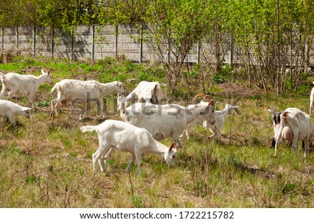 Domestic goat in nature. Cattle outdoors. Herd of goats in the countryside. Goats on a green meadow. Spring time. Domestic goats grazing in a pasture and chewing, countryside background. Goat in a