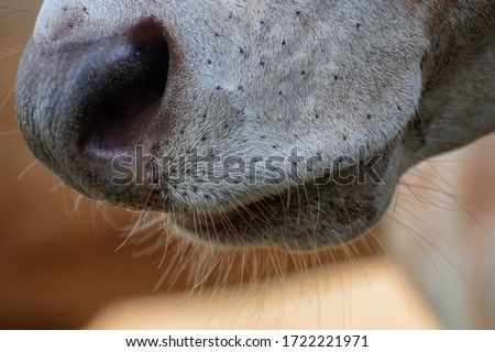 closeup image of cow nose and cow mouth
