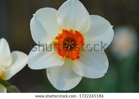 Close-up of orange and white Narcissus Barrett Browning daffodil blooming in spring Royalty-Free Stock Photo #1722265186