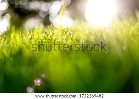 lawn detail with lens flare