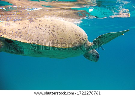 The sea turtle swims in the Pacific ocean. Close up. World Ocean's day. Protection of the wildlife.