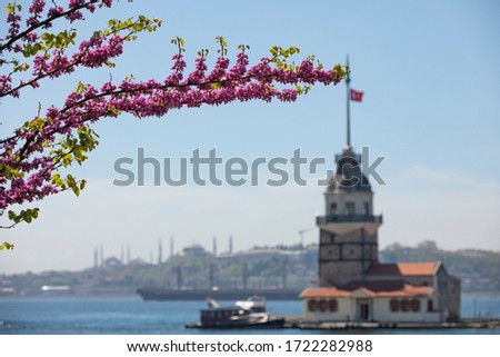 Pink Flowers in Istanbul City Istanbul Turkey