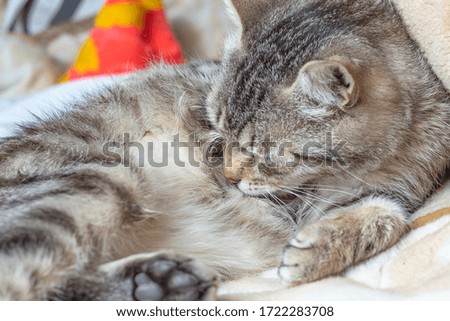 domestic cat lies on a plaid. Tongue licking pile of wool. Close-up.