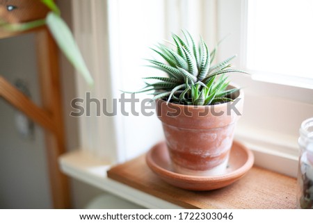 Succulent plant in a terra cotta pot in a windowsill on a piece of cedar wood Royalty-Free Stock Photo #1722303046