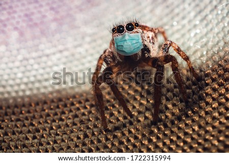Spider macro photography in medical mask. Conceptual photo illustrating a medical crisis due to insect bites and coronavirus infection.