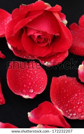 Rose petals on black background