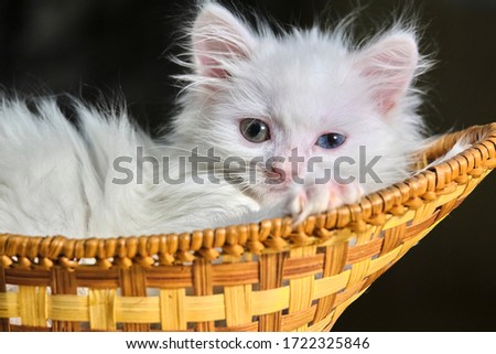 White kitten lies in a wicker basket