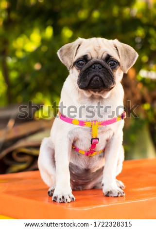 Close-up of a pug puppy with a wrinkled and funny face sitting against a blurry background in the countryside.