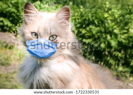 Cat in a medical mask on the nature. Fluffy pet in protection against coronavirus. Stock Photo about animal and human health problems.