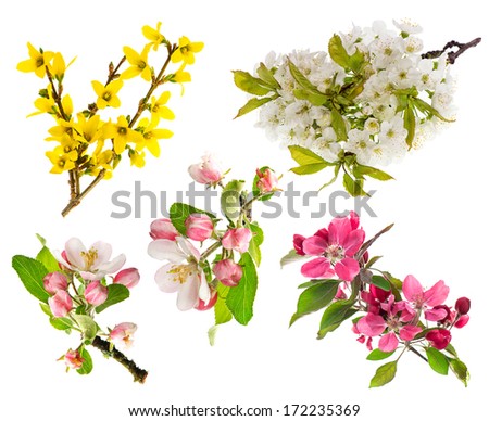 spring flowers isolated on white background. blossoms of apple tree, cherry twig, forsythia