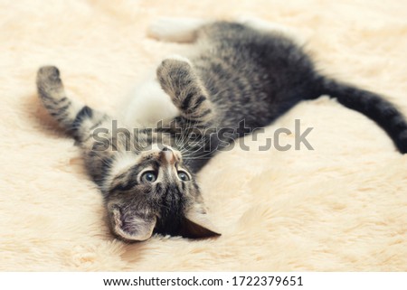 Cute gray tabby kitten lies on a fluffy cream fur blanket.