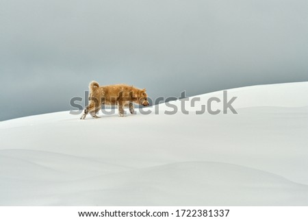 Brown sled dog puppy in snowy landscape in Greenland