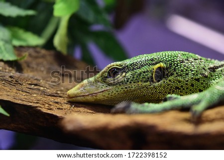 Picture of a lizard lying down 