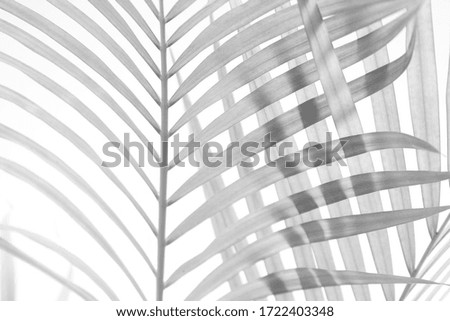 Abstract gray shadow background of palm leaves, black and white monochrome tone 