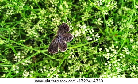 A butterfly with spread wings on a garden of Garden parsley (Dhaniya), photo taken from the top.