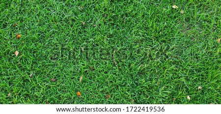 Background of green grass in the field
