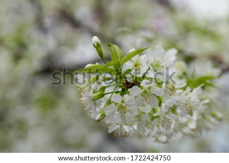 The close up picture of the white Sakura flowers branch on it's tree.