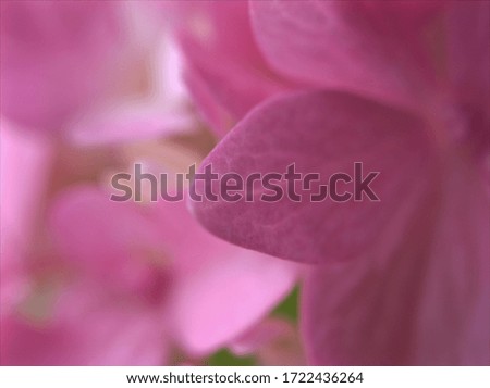 Closeup petal of pink hydrangea flower with blurred, macro image , bright and soft focus for background ,sweet color for card design