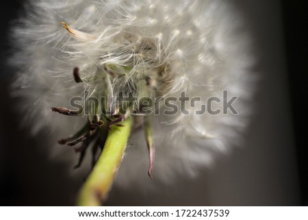 Silvery Common dandelion fruits seen from below with green stem and leaves on dark background. Narrow depth of field. Background image