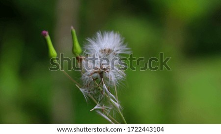 Fragile flower blowing by the wind. You can find this plant in several tropical country. This flower come from the grass.