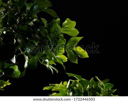 Tree branch has many leaves on a black background