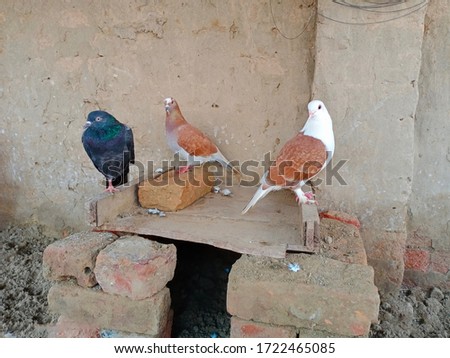 Domestic pigeons of defferent colors sitting on a cage made by bricks.