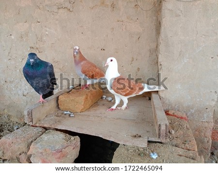 Domestic pigeons of defferent colors sitting on a cage made by bricks.