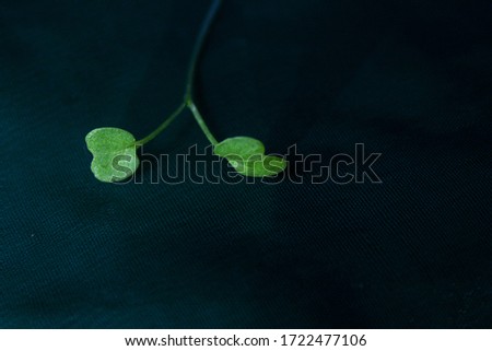 green earth , plantation , environmental pollution theme  photo as the shape of a mustard sapling looks like lungs , selective focus, green background
