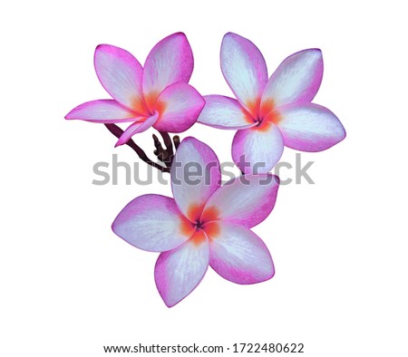 Plumeria, Frangipani, Temple tree, Graveyard Tree, Close up pink-purple Frangipani flower. Pink-purple flower on branch isolated on white background. 