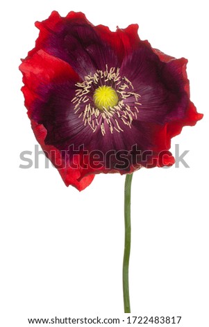 Studio Shot of Red and Purple Colored Poppy Flower Isolated on White Background. Large Depth of Field (DOF). Macro. Close-up.