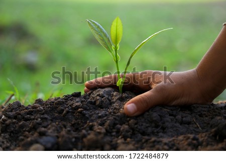 Hands of children are planting small tree seedlings on the ground. Royalty-Free Stock Photo #1722484879