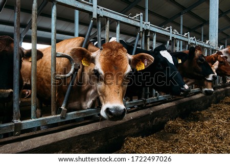 portrait of a brown jersey cow in a modern barn close stall