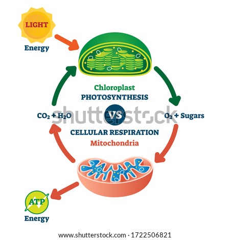 Chloroplast vs mitochondria process educational scheme vector illustration. Labeled photosynthesis and cellular respiration interaction diagram. Graphic with green plant chemical formula or ATP energy Royalty-Free Stock Photo #1722506821
