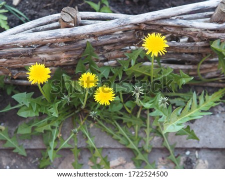 Spring background. A corner of the garden with a yellow dandelion near a low fence of wattle.