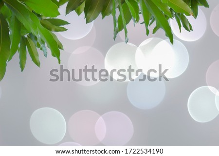 leaves on top bokeh space light blurry Background