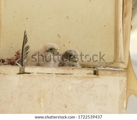 A Picture of two young Common kestrel in a nest that they build on a window