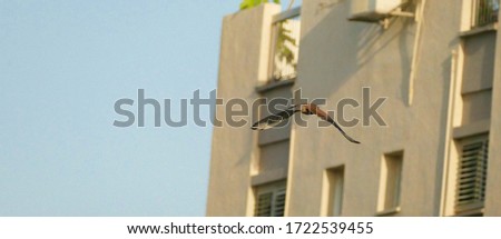 A Picture of a Common kestrel flying in the city 