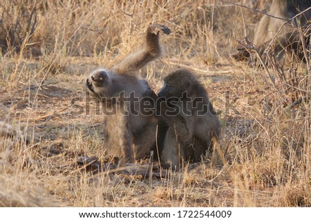 a funny picture of baboons grooming each other and one has his arm in the air 