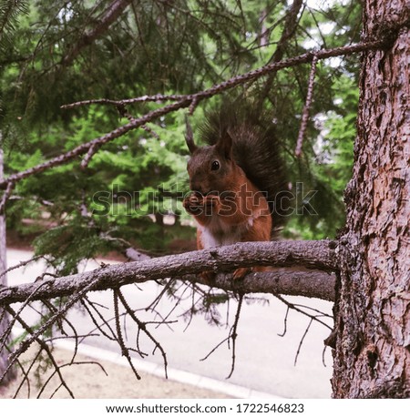 squirrel eating a nut on a tree