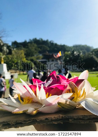 This picture is in front of temple of tooth relic in sri lanka. Lotus flowers are good to worship.