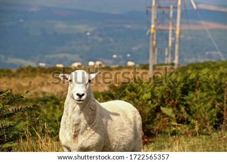 Friendly sheeps found wandering around Wales