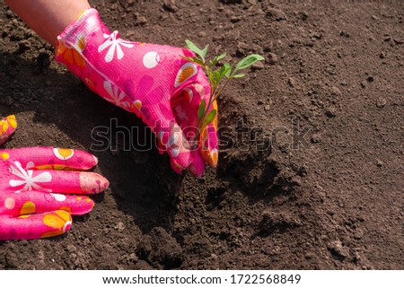 Planting tomato seedlings, hands in pink gloves plant a sprout