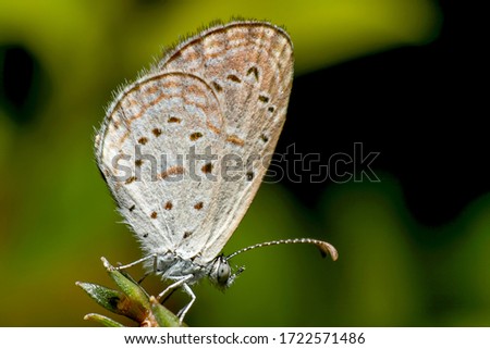Macro photo of beautiful small butterfly brown and white color on the green tree branch with green nature background.