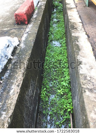 Rainwater drainage with green grass and have water rain in rainwater.