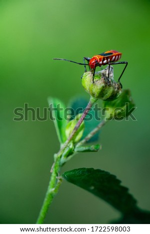 Close up picture of Red cotton bug (Dysdercus cingulatus) with green grass background