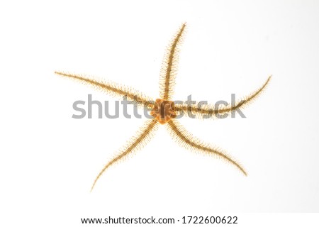 white background orange brittle star Royalty-Free Stock Photo #1722600622