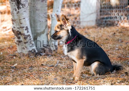 Family pet Chihuahua resting beneath the backyard trees  in the dry winter grass